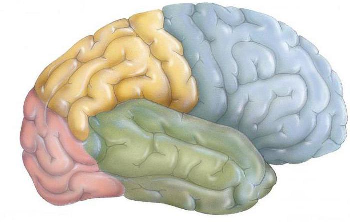 the motor area of the cerebral cortex