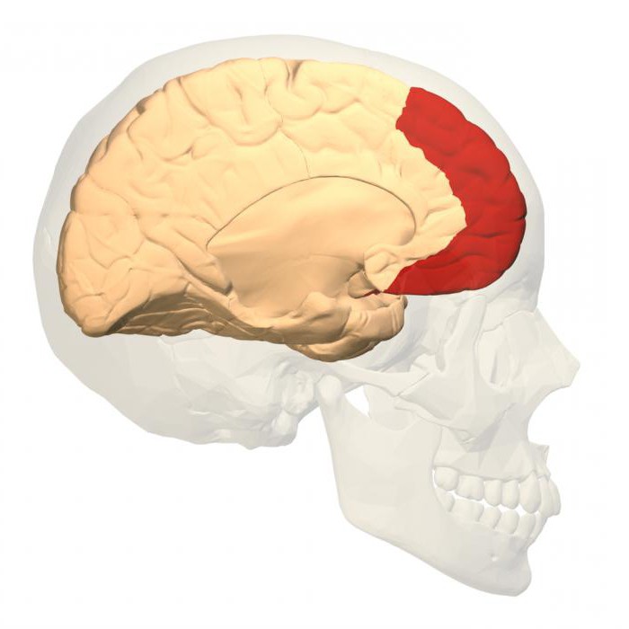 кара галаўнога мозгу зоны кары галаўнога мозгу