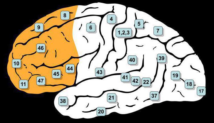 зони кори головного мозку