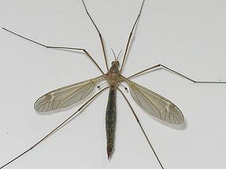 небезпечний великий комар