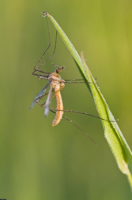 la ampliación de los mosquitos долгоножки