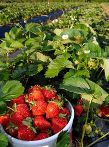 агроволокно für Erdbeeren