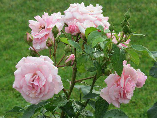 Garten Gartenbank Rosen-Pflanzung und Pflege
