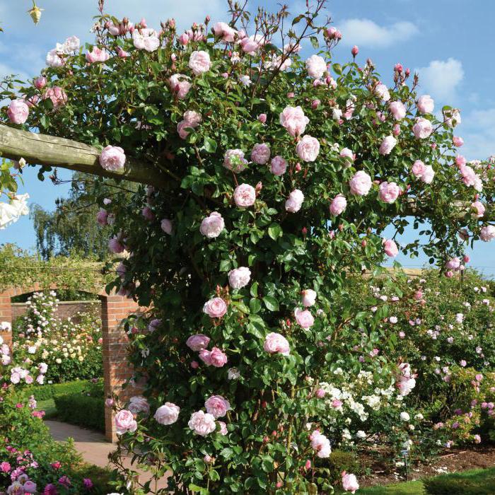 rosa Familien-Garten