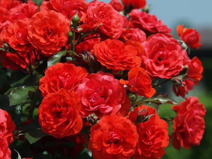 garden roses planting care photo
