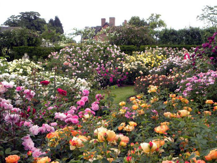 jardim rosa de cultivo de foto