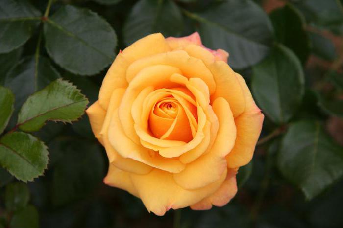 rosa de jardim кустовая de plantio e cuidados