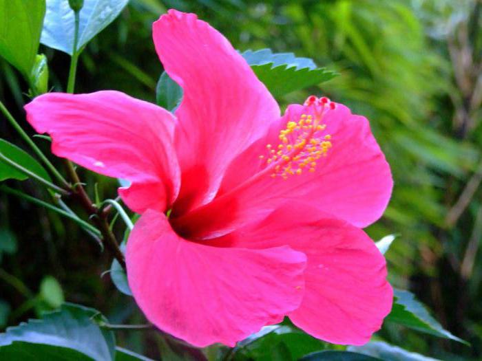 Chinese rose perennial garden eustoma