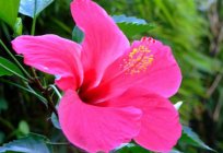 Muebles de rosa: la plantación y el cuidado, las reglas de la