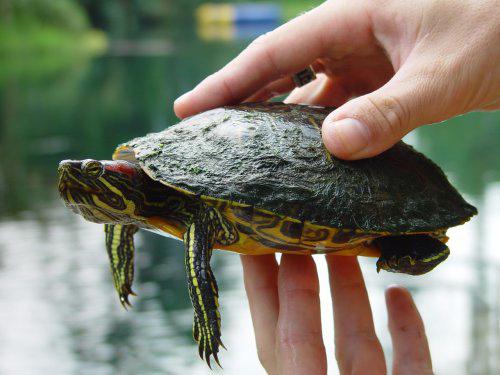 the dimensions of the slider turtle