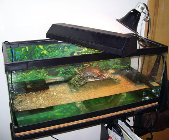 красноухая żółw wymiary w niewoli