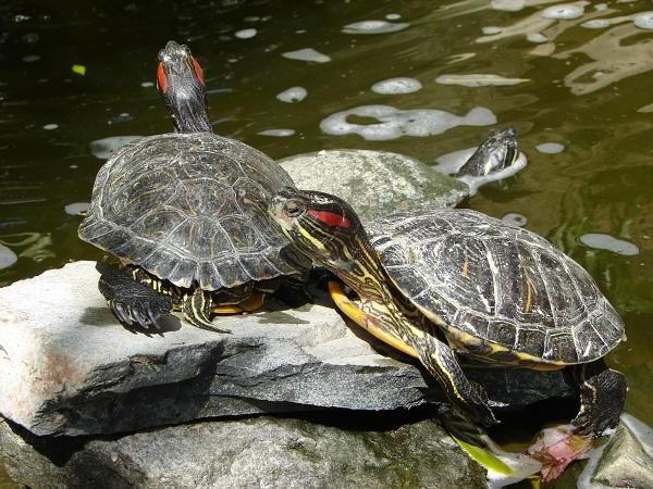 aquarium size for the red-eared terrapins