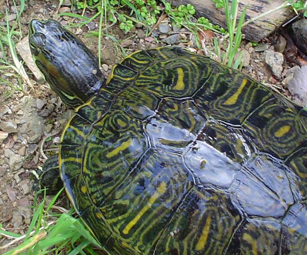 hangi boyutlarda ulaşır, kırmızı kulaklı kaymak kaplumbağa