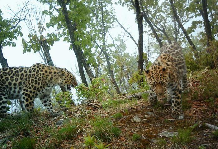 "Tierra del leopardo de la" el parque nacional