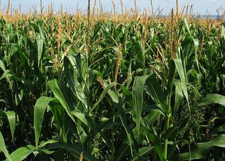la Plantación de maíz