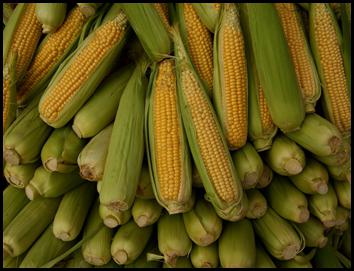 die Anpflanzung von mais auf dem Lande