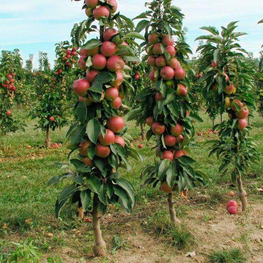 колоновидная elma ağacı arbat