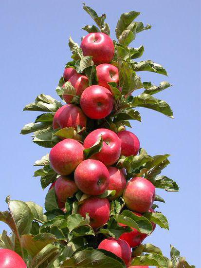 колоновидні яблуні арбат фото