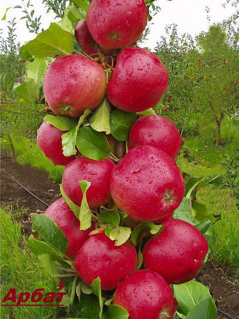  apple tree колоновидная arbat descrição variedades