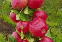 The columnar Apple tree Arbat: pictures and description of varieties