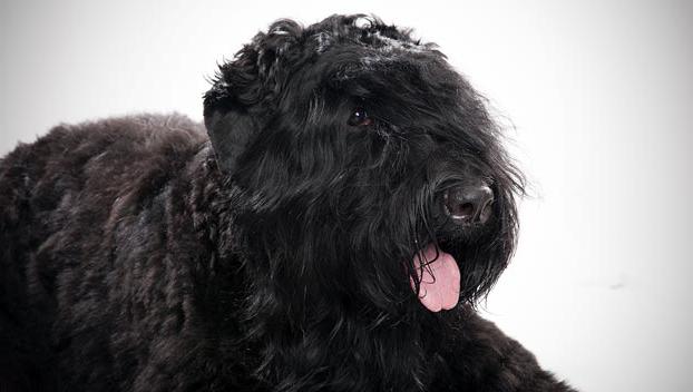 russian black Terrier Besitzer Bewertungen