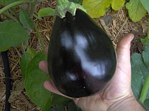 Grade eggplant black beauty
