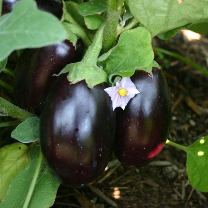 Eggplant in Podmoskovie