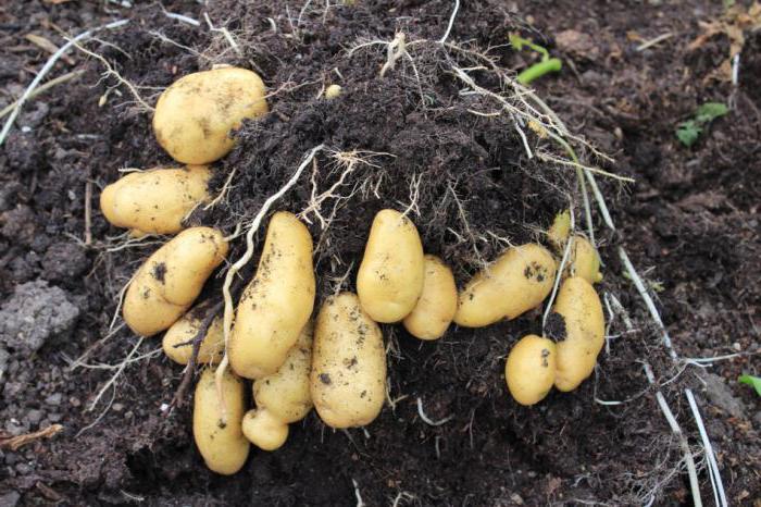 o Que semear, depois de batatas para melhorar o solo