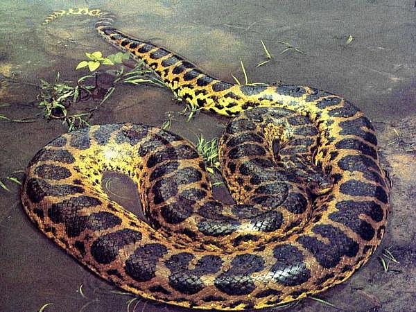 la Serpiente anaconda