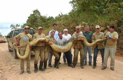 la Gran serpiente anaconda