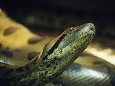 la Serpiente anaconda de la foto