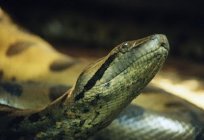 ¿Es peligrosa serpiente anaconda?