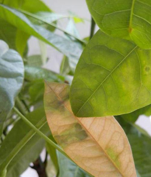 пахира opieki w warunkach domowych żółkną liście