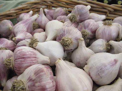 Chinese garlic cultivation