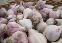 Chinese garlic: planting and care