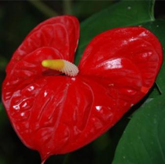 la flor de anthurium rojo