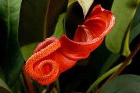red Anthurium how to care