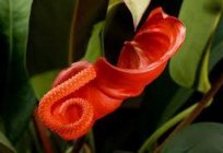 Flower red Anthurium. Maintenance and care