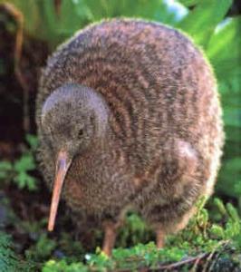el pájaro kiwi