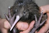 O pássaro kiwi - sorriso da natureza