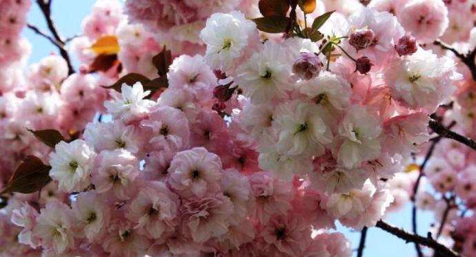 o Fruto da flor de cerejeira japonesa
