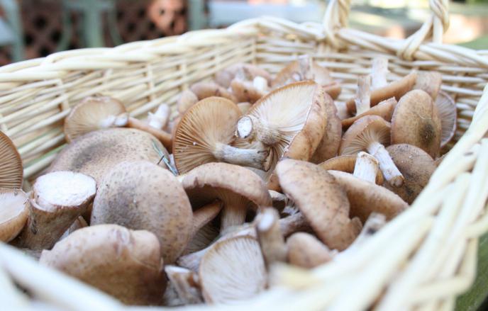 What mushrooms are harvested in October