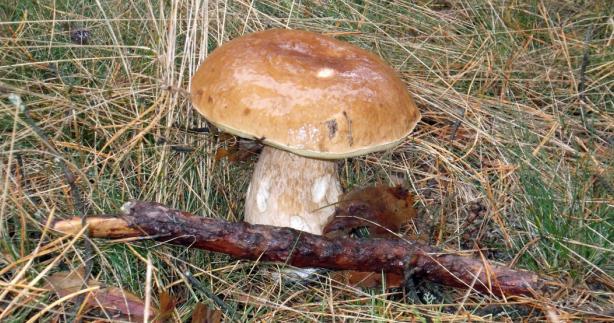 Mushrooms in October in the suburbs