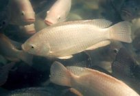 Breeding fish at home is an interesting and profitable business