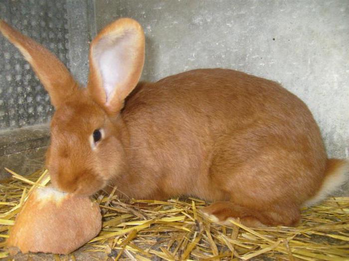  red rabbits breed
