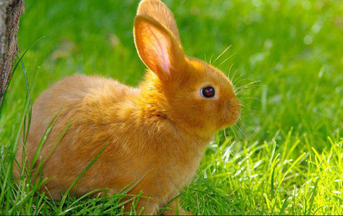 Red rabbit: description species