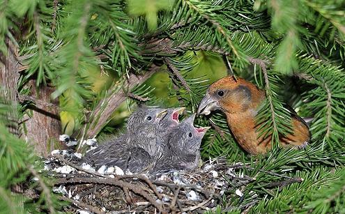 birds ' Nests