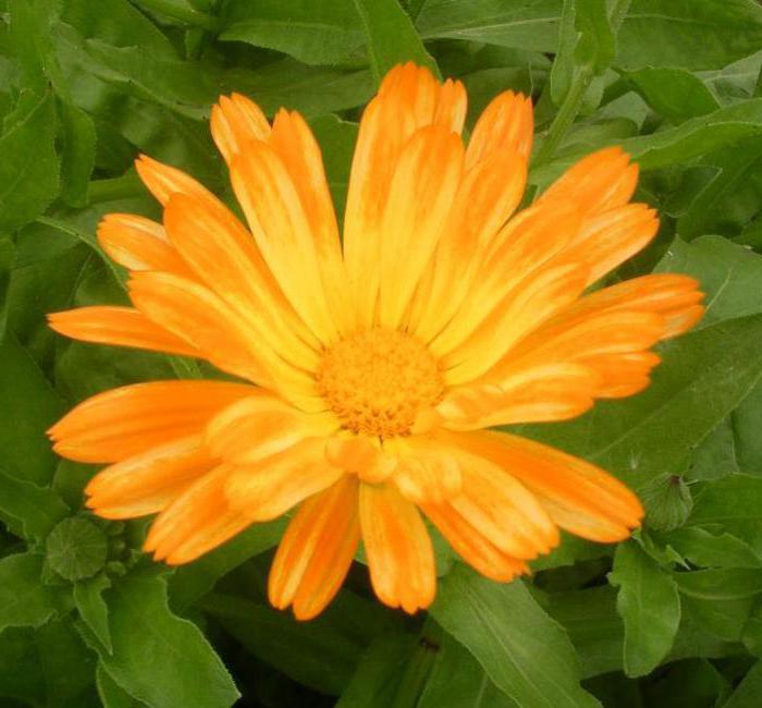 औषधीय पौधों marigolds