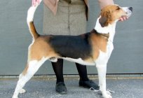 Foxhound americano es cariñoso y fiel amigo