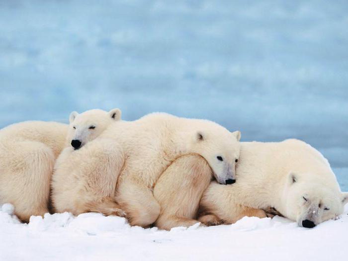 fatos interessantes sobre o urso branco